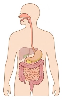 Le tube digestif : le trajet d'un aliment de la bouche jusqu'au côlon.